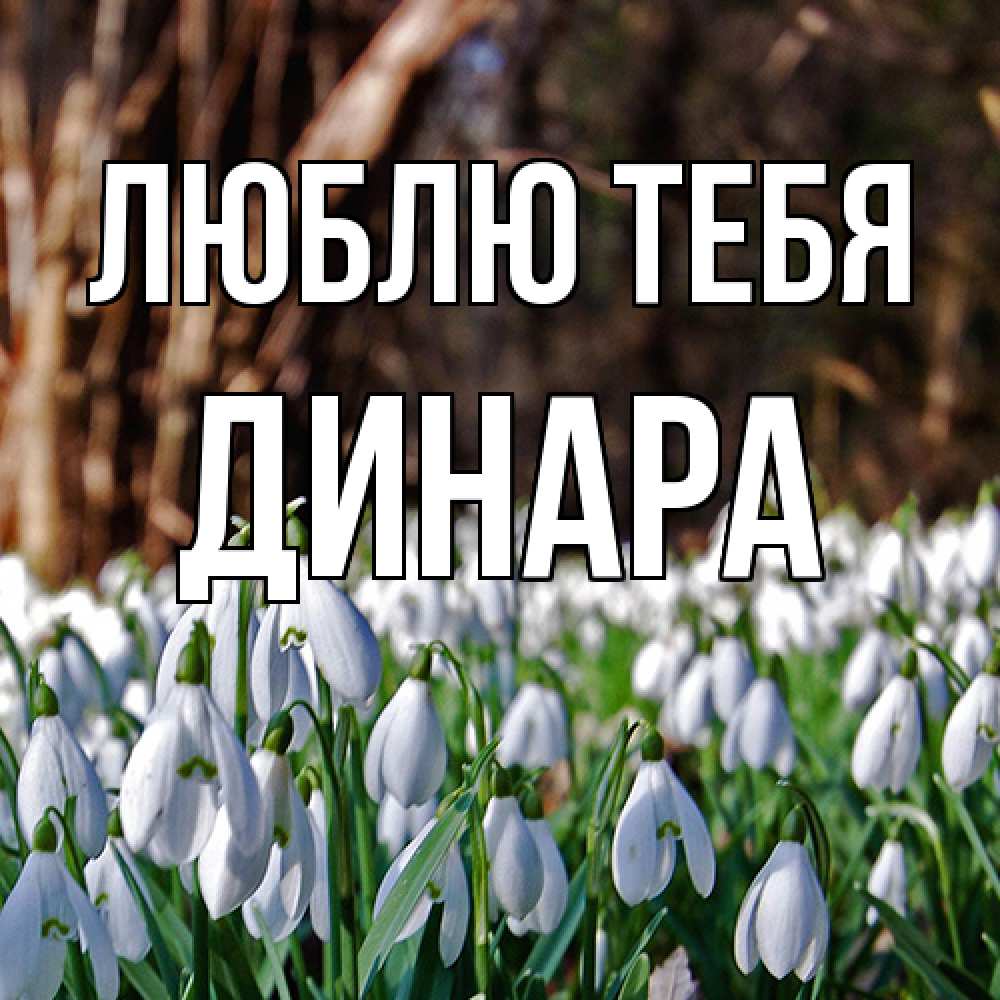 Открытка на каждый день с именем, Динара Люблю тебя с подснежниками 1 Прикольная открытка с пожеланием онлайн скачать бесплатно 