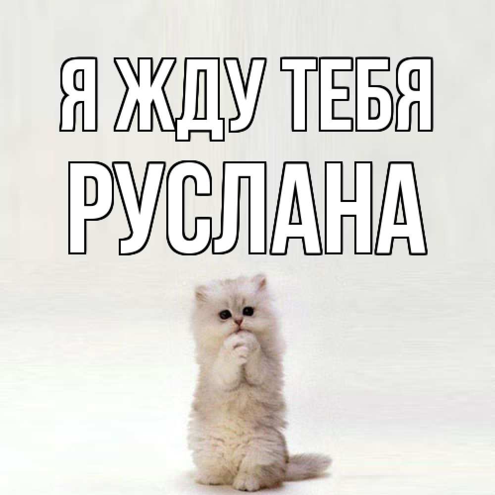 Открытка на каждый день с именем, Руслана Я жду тебя кот стоит на задних лапах Прикольная открытка с пожеланием онлайн скачать бесплатно 