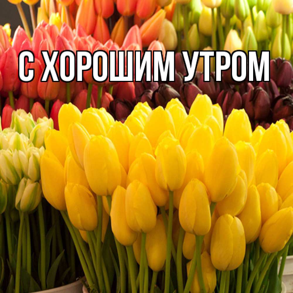 Открытка на каждый день с именем, Ашот Люблю тебя цветы Прикольная открытка с пожеланием онлайн скачать бесплатно 