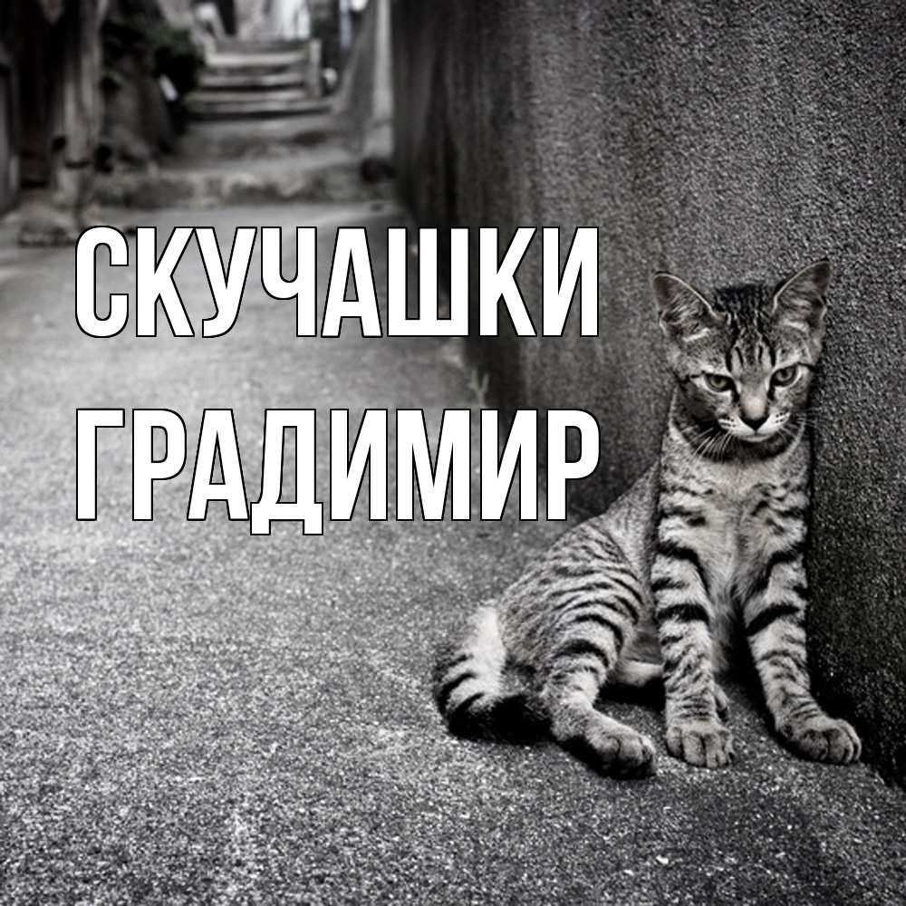 Открытка на каждый день с именем, Градимир Скучашки одиноко котику Прикольная открытка с пожеланием онлайн скачать бесплатно 