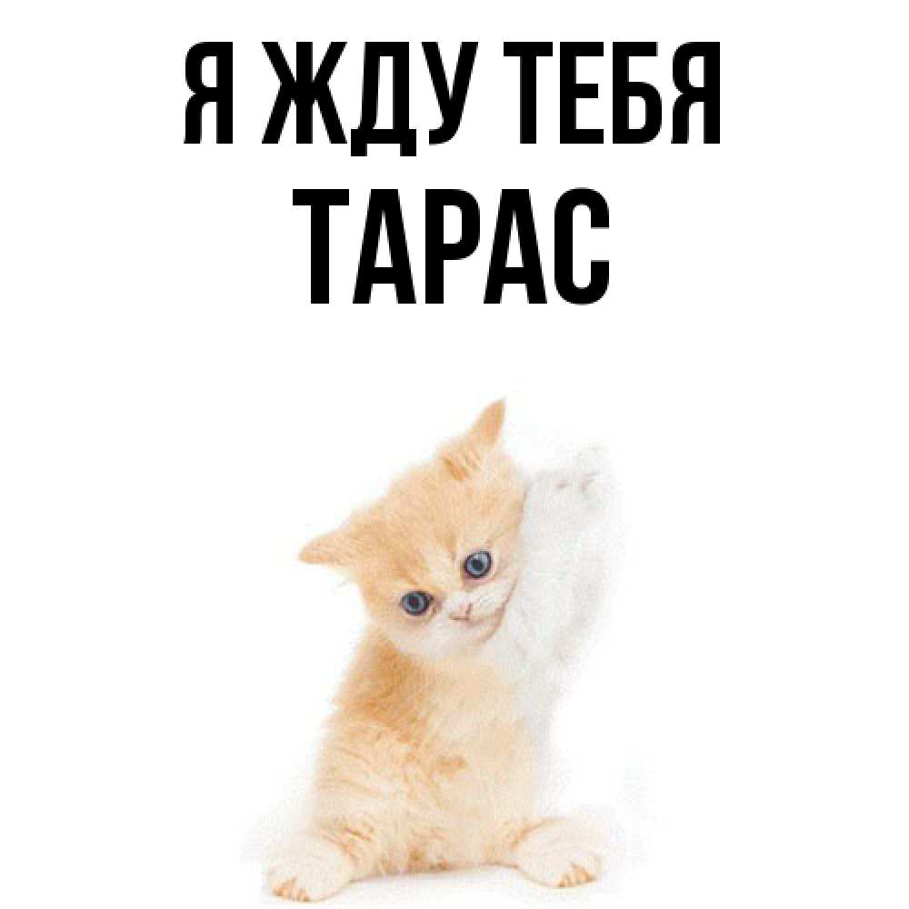 Открытка на каждый день с именем, Тарас Я жду тебя зверушки и милота Прикольная открытка с пожеланием онлайн скачать бесплатно 