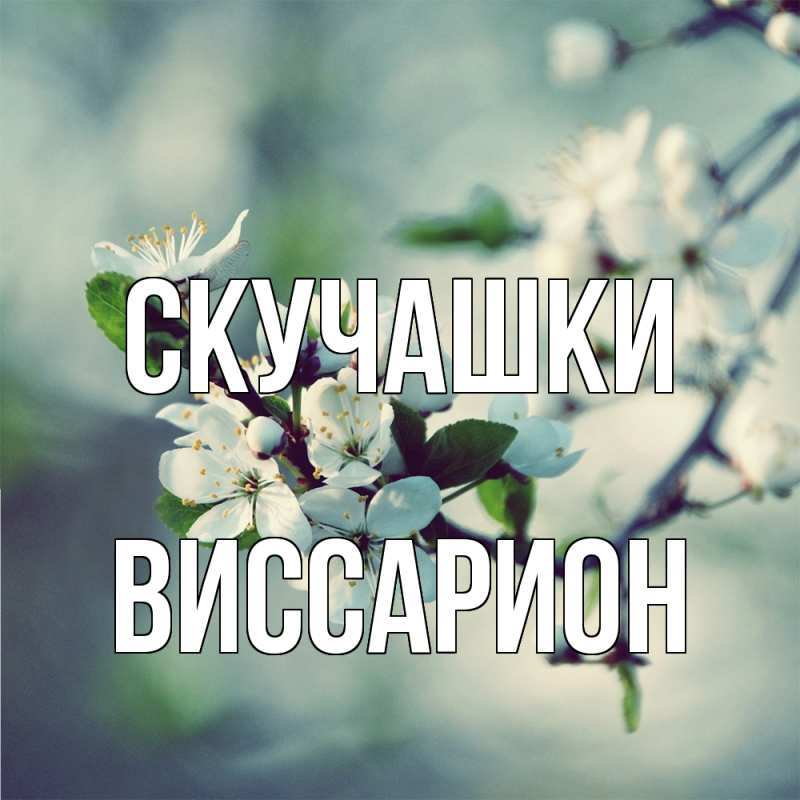 Картинка Скучашки, Виссарион