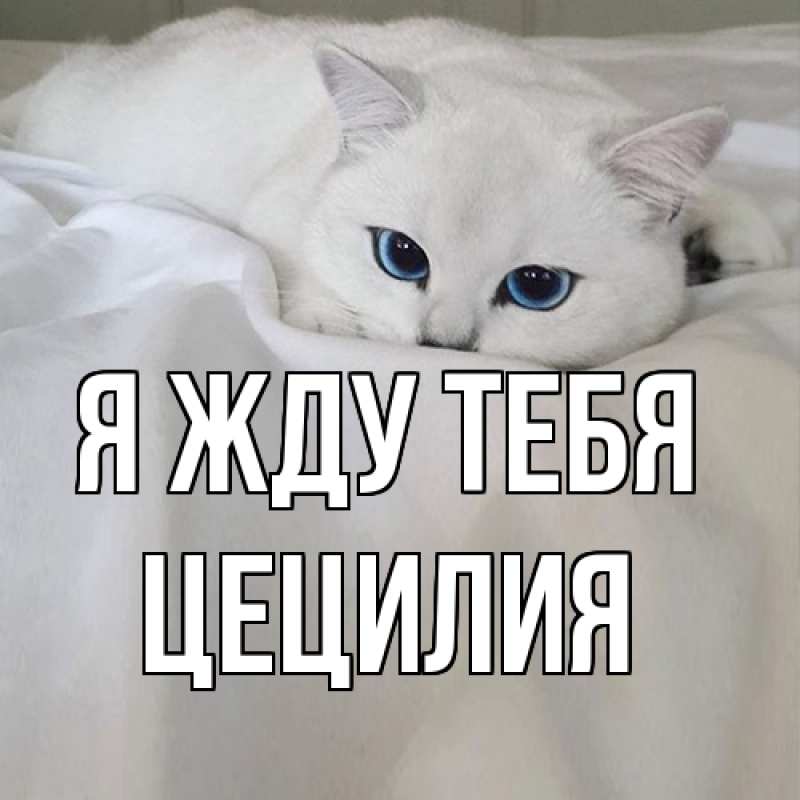 Картинка Я жду тебя, Цецилия