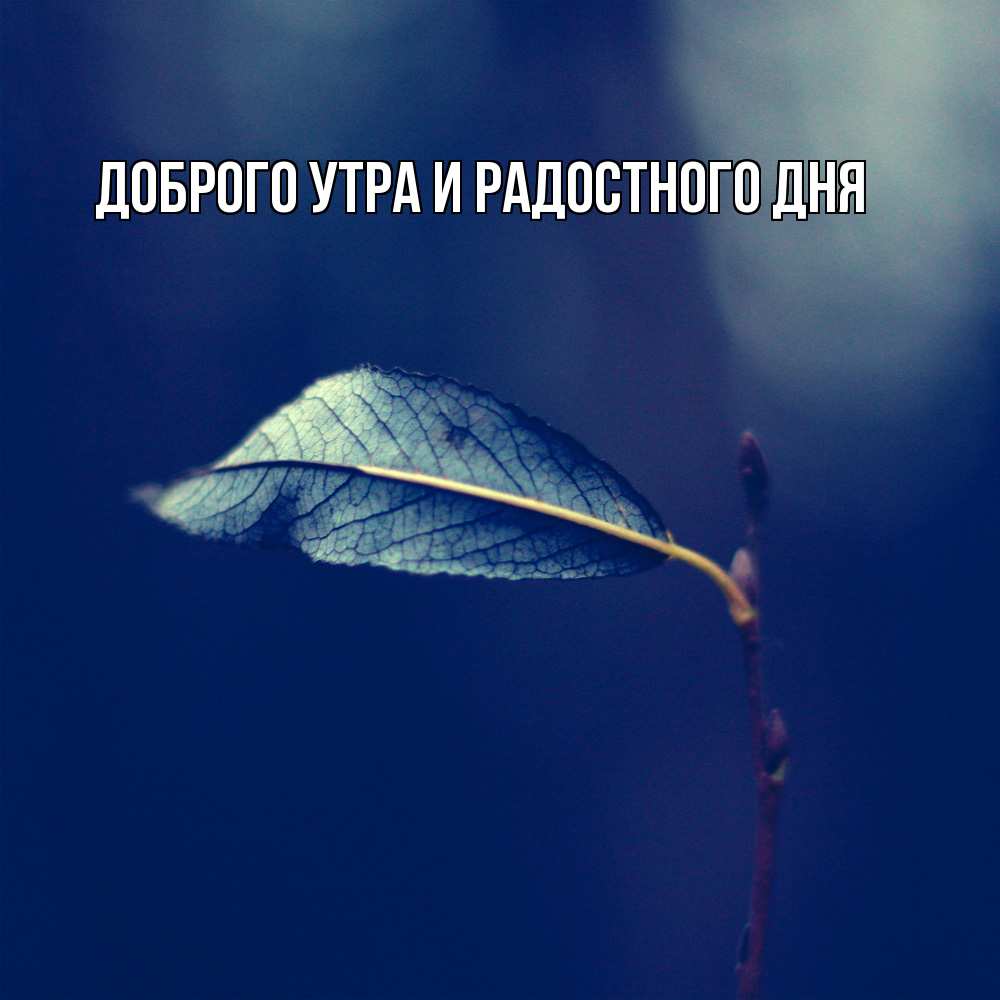 Открытка на каждый день с именем, Ия Не грусти все будет хорошо растение Прикольная открытка с пожеланием онлайн скачать бесплатно 