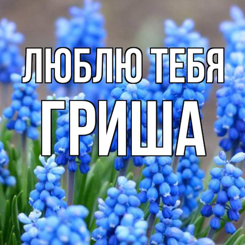 Открытка с именем, Гриша, Люблю тебя