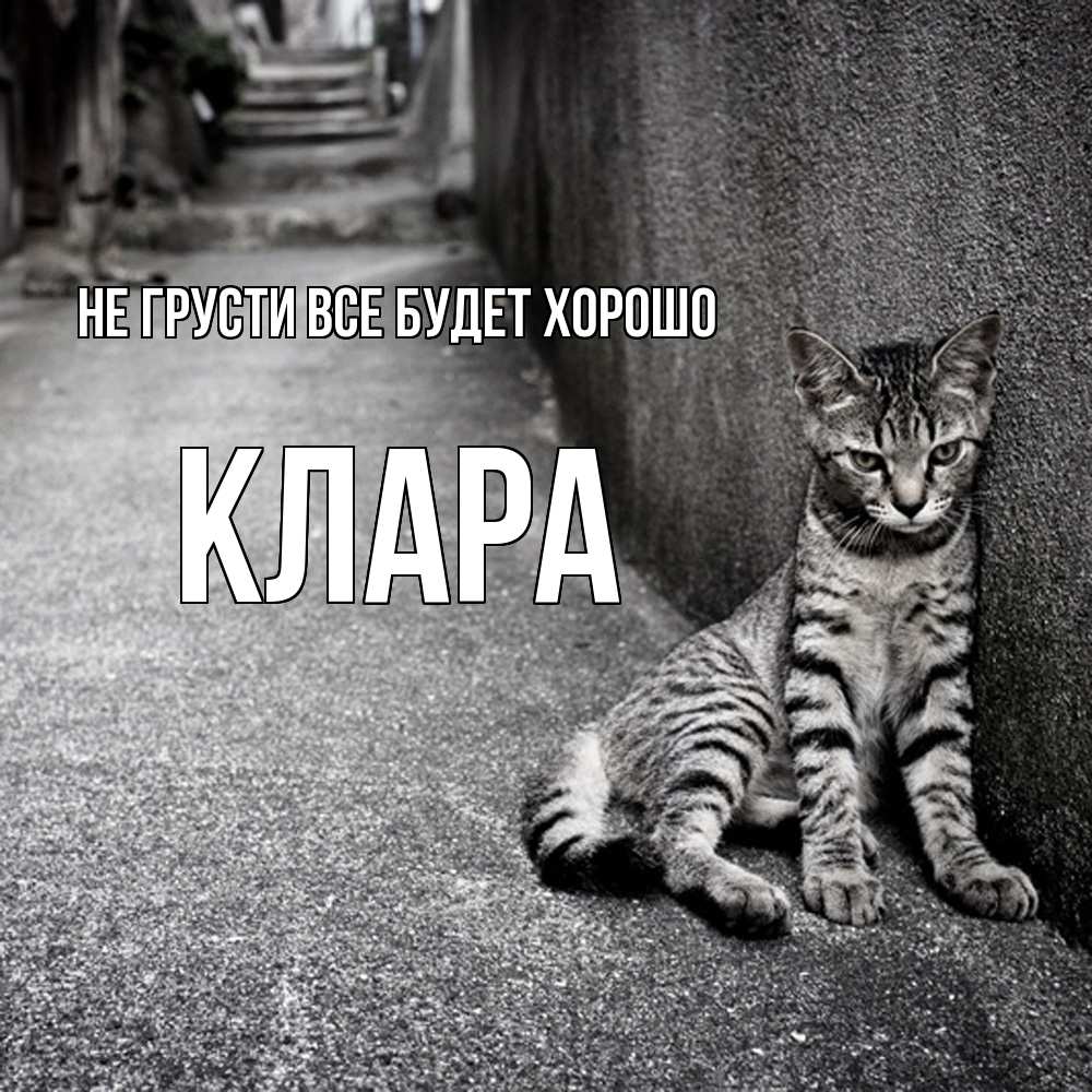 Открытка на каждый день с именем, Клара Не грусти все будет хорошо скучающий котик Прикольная открытка с пожеланием онлайн скачать бесплатно 