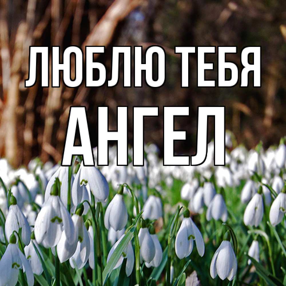 Открытка на каждый день с именем, Ангел Люблю тебя с подснежниками 1 Прикольная открытка с пожеланием онлайн скачать бесплатно 