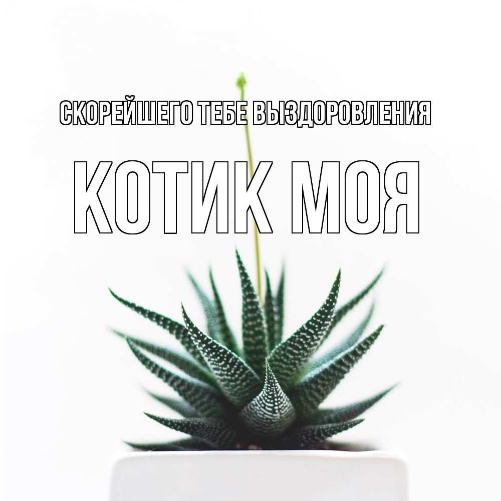 Открытка на каждый день с именем, Котик-моя Скорейшего тебе выздоровления короче это непонятная колючка Прикольная открытка с пожеланием онлайн скачать бесплатно 