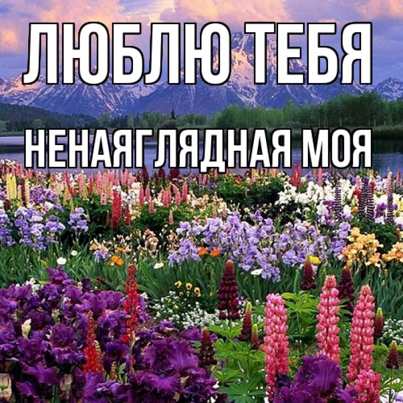 Картинка Люблю тебя, Ненаяглядная моя