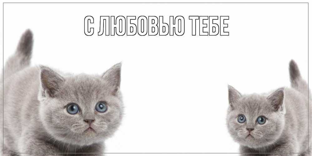 Открытка на каждый день с именем, Никон Как дела коты Прикольная открытка с пожеланием онлайн скачать бесплатно 