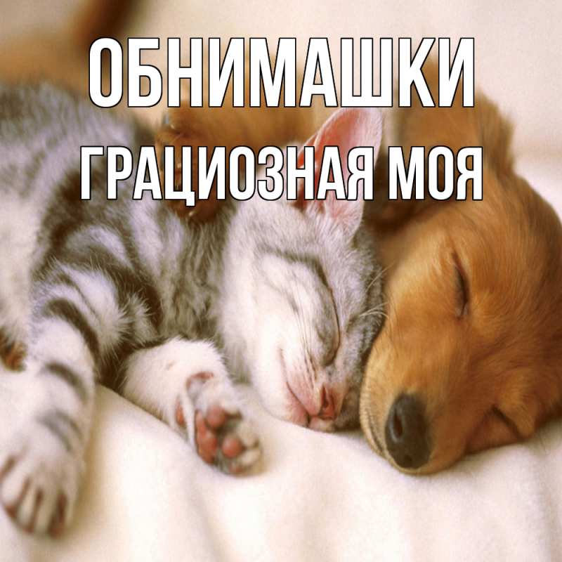 Картинка Обнимашки, Грациозная моя