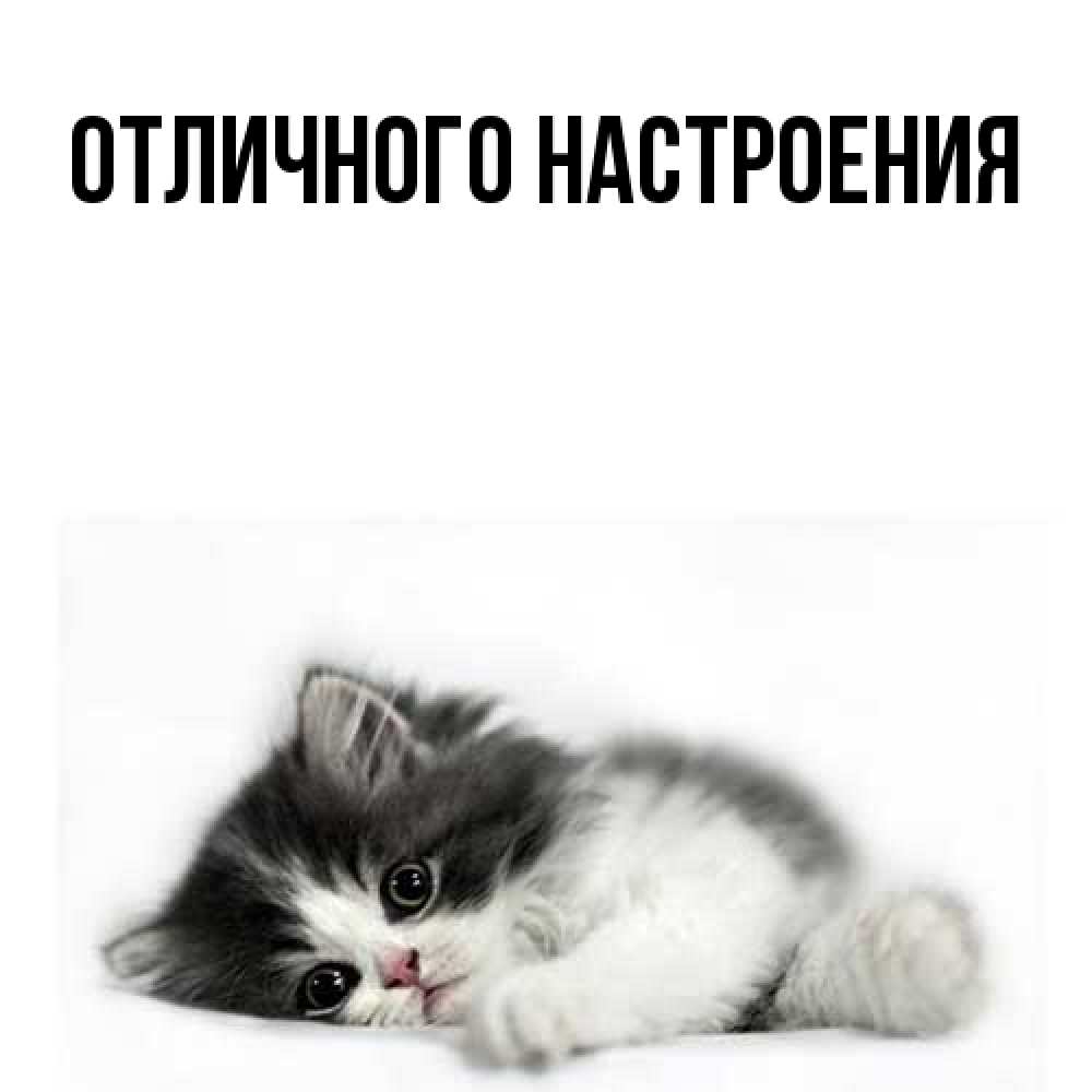 Открытка на каждый день с именем, Вета Большое спасибо черный и белый кот Прикольная открытка с пожеланием онлайн скачать бесплатно 
