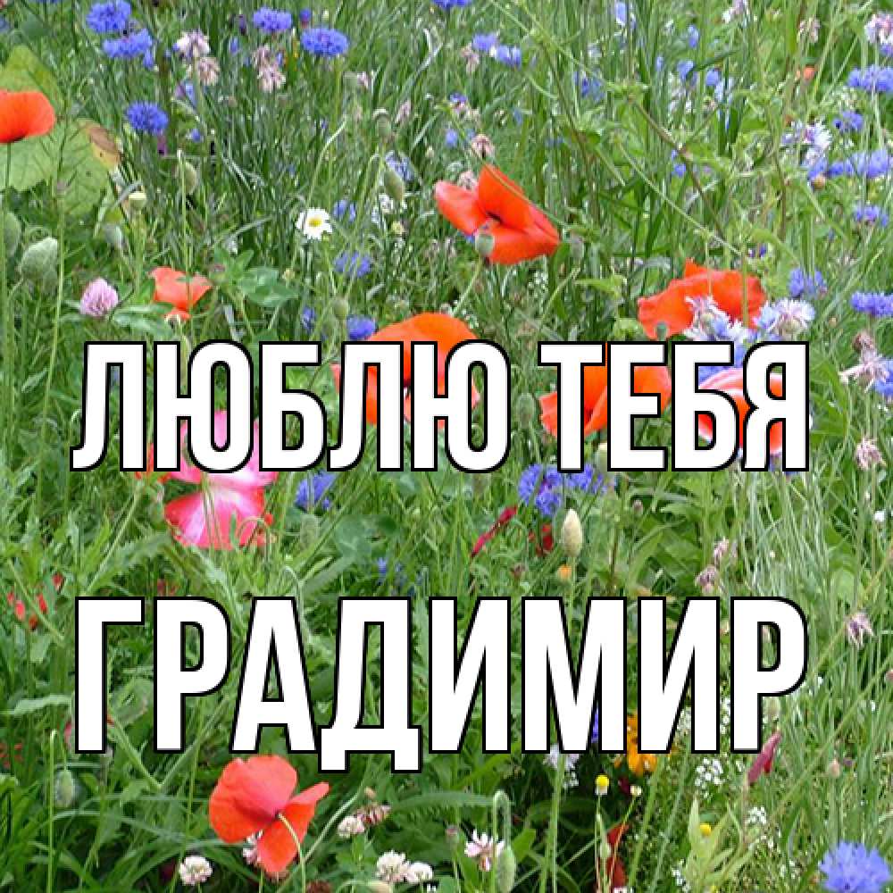 Открытка на каждый день с именем, Градимир Люблю тебя международный женский день 4 Прикольная открытка с пожеланием онлайн скачать бесплатно 