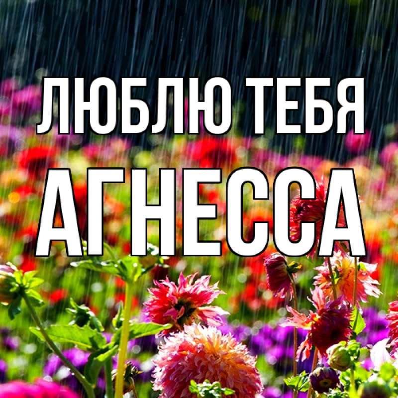 Картинка Люблю тебя, Агнесса