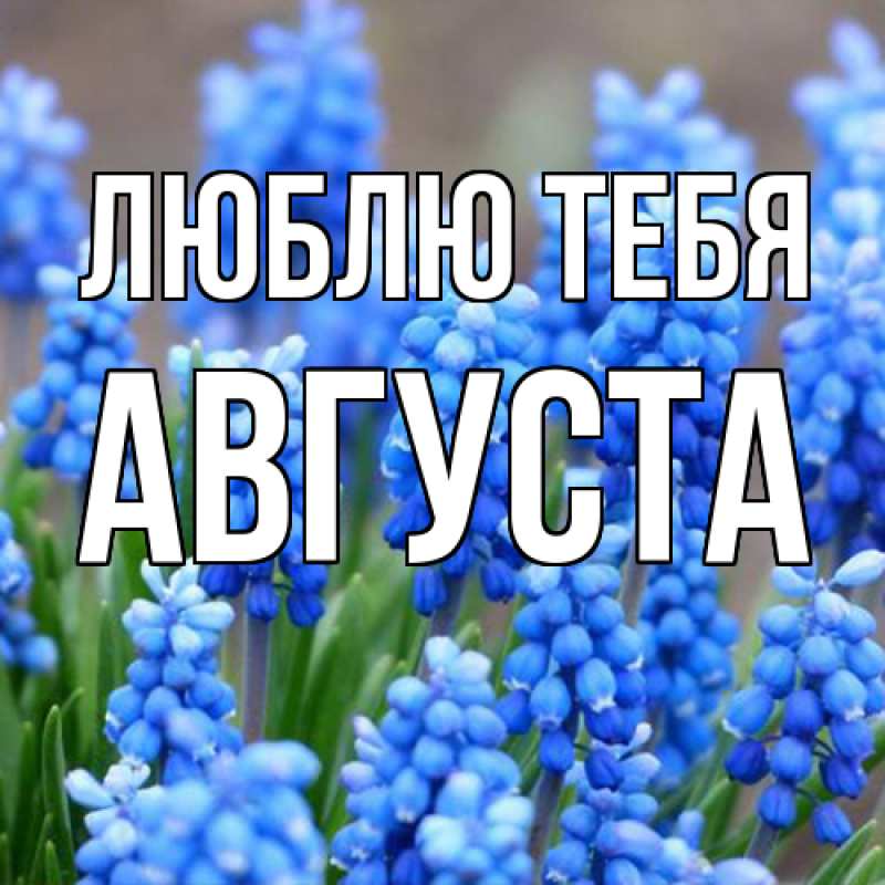 Картинка Люблю тебя, Августа