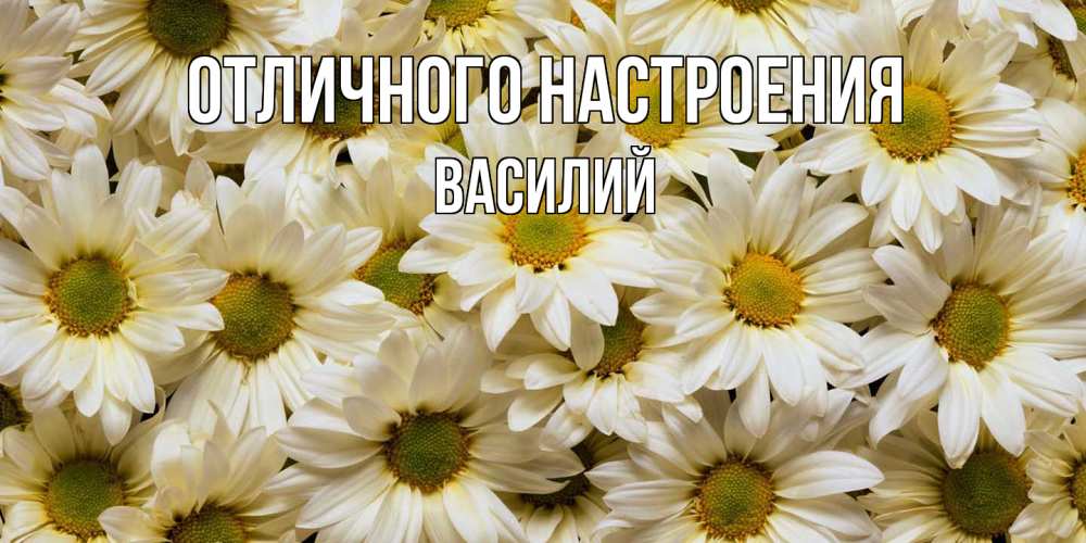Открытка на каждый день с именем, Василий Отличного настроения крупные ромашки Прикольная открытка с пожеланием онлайн скачать бесплатно 
