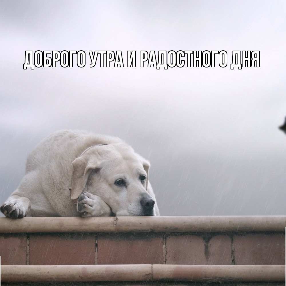 Открытка на каждый день с именем, Ия Не грусти все будет хорошо белый пес 1 Прикольная открытка с пожеланием онлайн скачать бесплатно 