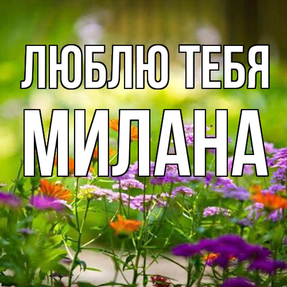 Открытка на каждый день с именем, Милана Люблю тебя цветы Прикольная открытка с пожеланием онлайн скачать бесплатно 