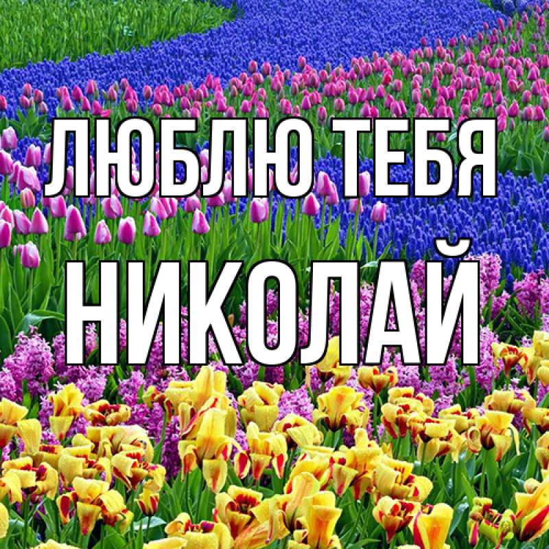 Картинка Люблю тебя, Николай
