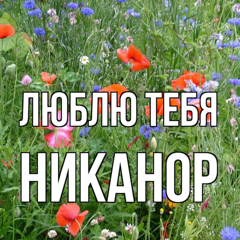 Картинка Люблю тебя, Никанор