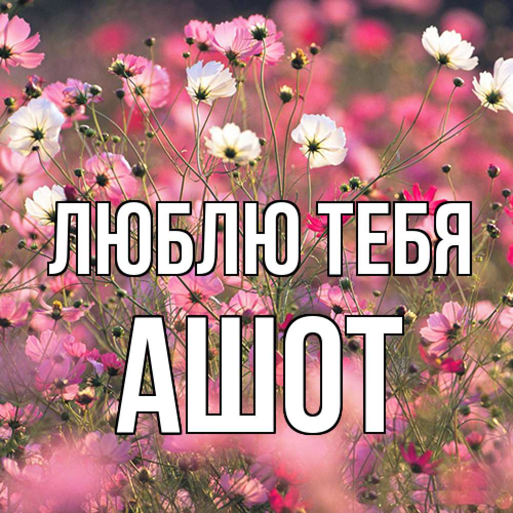 Открытка на каждый день с именем, Ашот Люблю тебя красиво 1 Прикольная открытка с пожеланием онлайн скачать бесплатно 