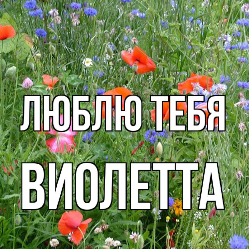Картинка Люблю тебя, Виолетта
