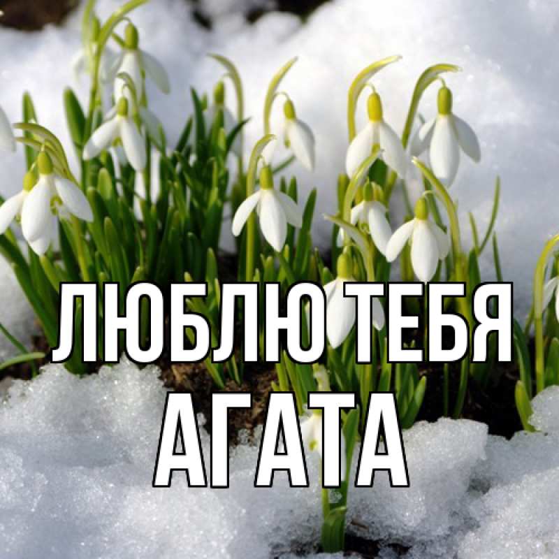 Картинка Люблю тебя, Агата