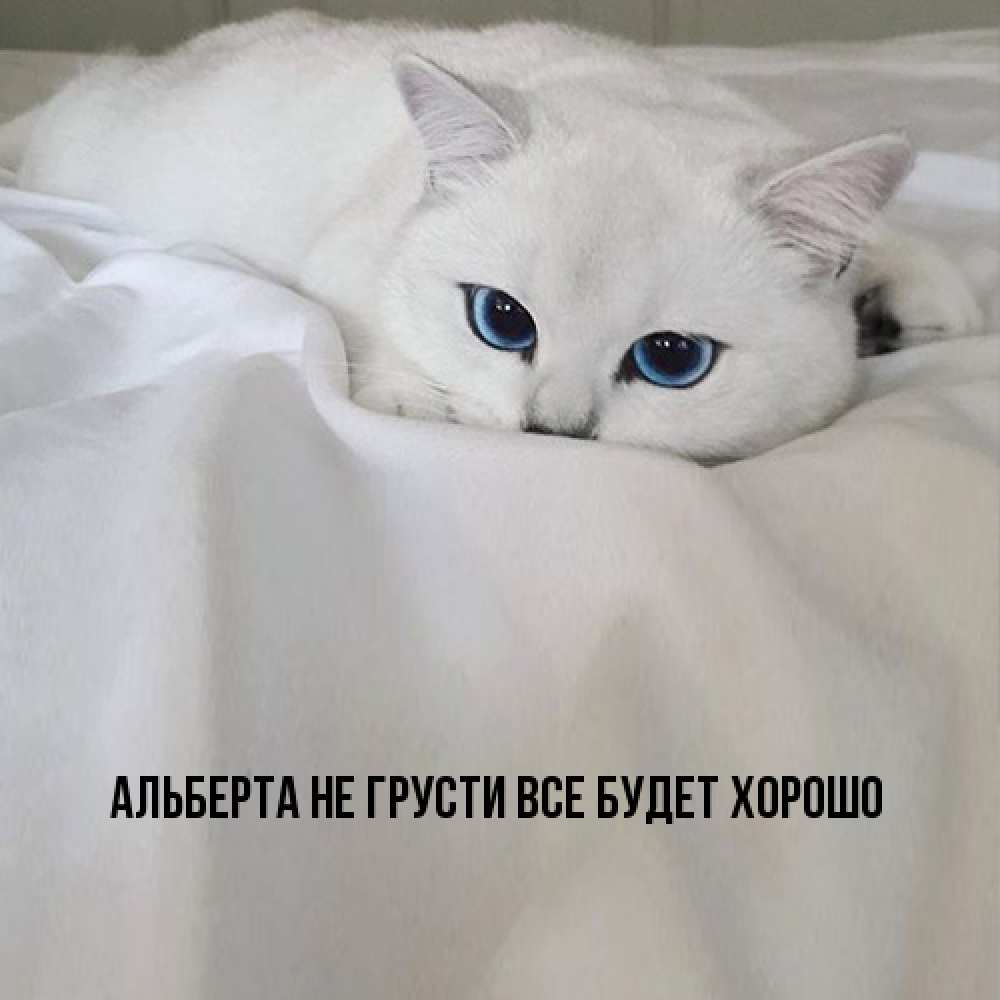 Открытка на каждый день с именем, Альберта Не грусти все будет хорошо Голубоглазая кошка Прикольная открытка с пожеланием онлайн скачать бесплатно 