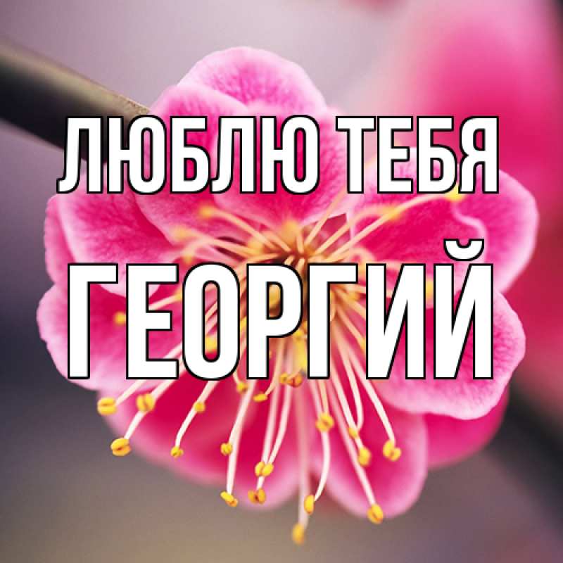 Картинка Люблю тебя, Георгий
