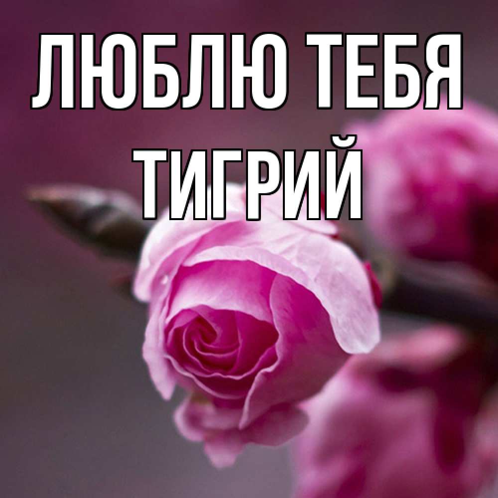 Открытка на каждый день с именем, Тигрий Люблю тебя весна Прикольная открытка с пожеланием онлайн скачать бесплатно 