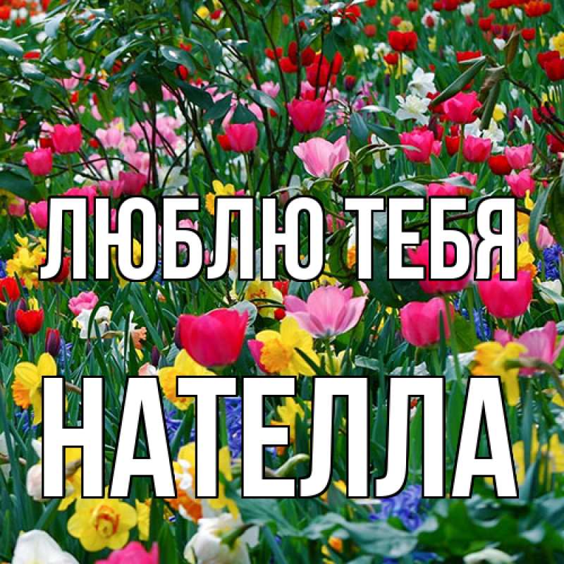 Картинка Люблю тебя, Нателла