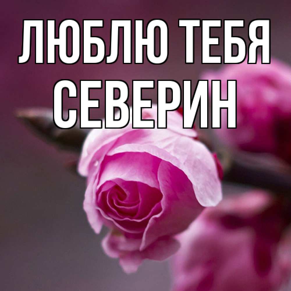 Открытка на каждый день с именем, Северин Люблю тебя весна Прикольная открытка с пожеланием онлайн скачать бесплатно 