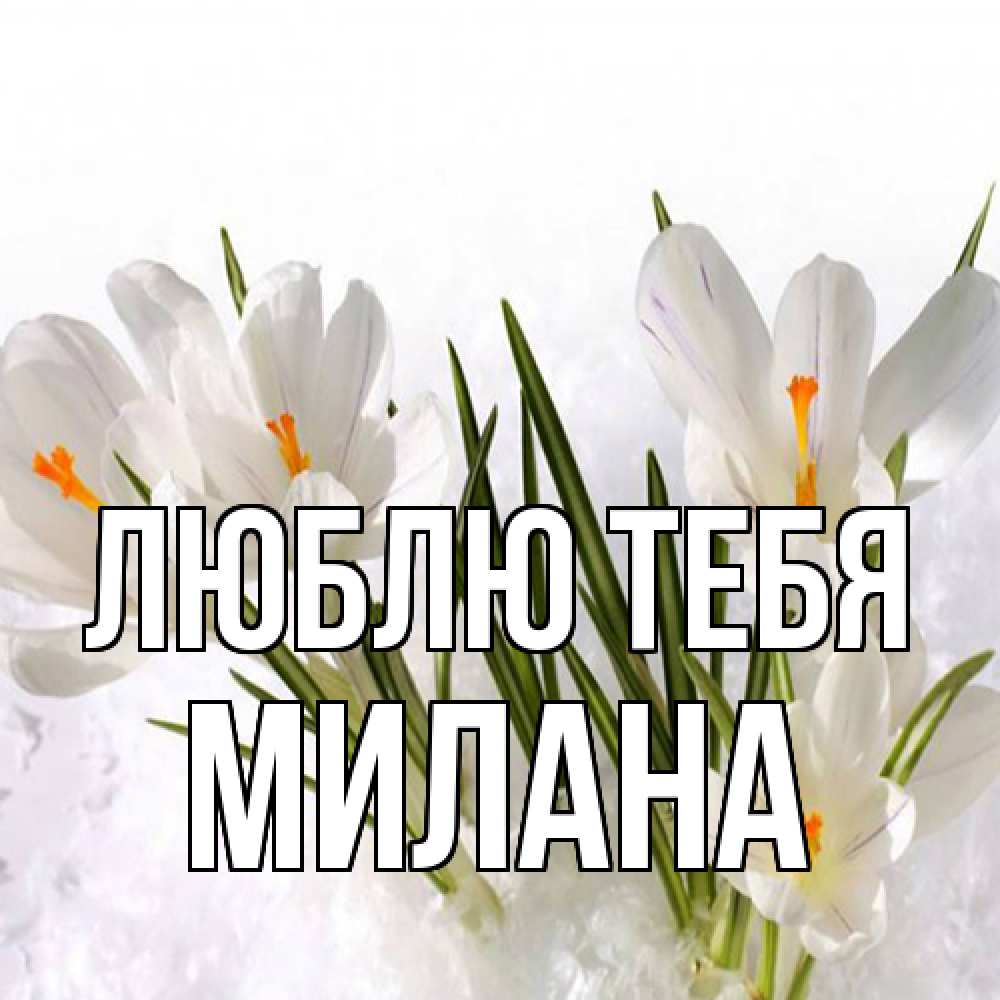 Открытка на каждый день с именем, Милана Люблю тебя под снегом Прикольная открытка с пожеланием онлайн скачать бесплатно 