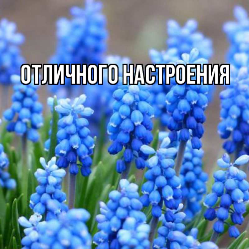Картинка Люблю тебя, Габриэлла