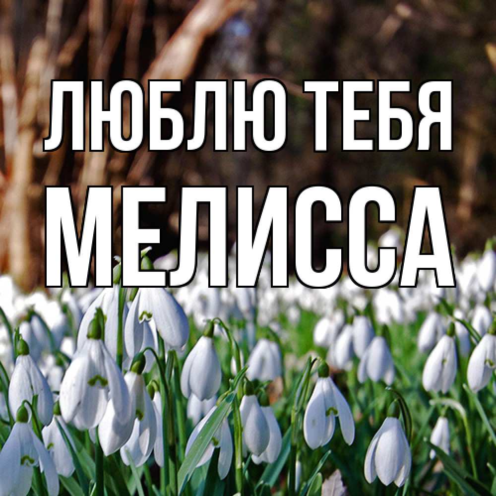 Открытка на каждый день с именем, Мелисса Люблю тебя с подснежниками 1 Прикольная открытка с пожеланием онлайн скачать бесплатно 