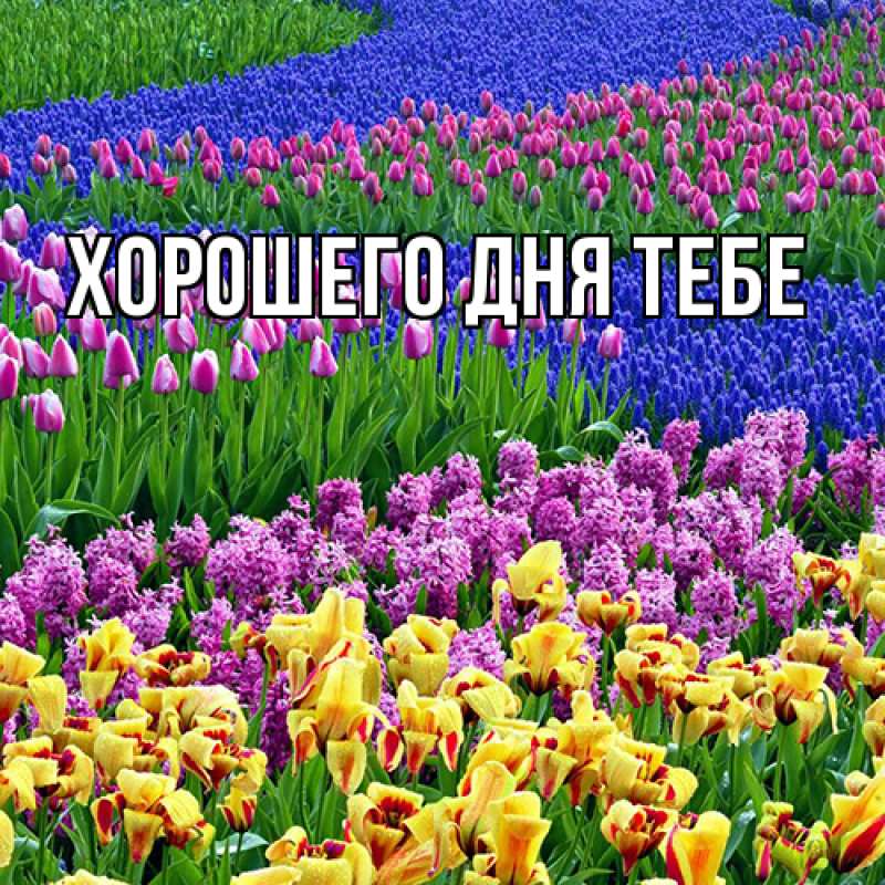 Картинка Люблю тебя, Иванна