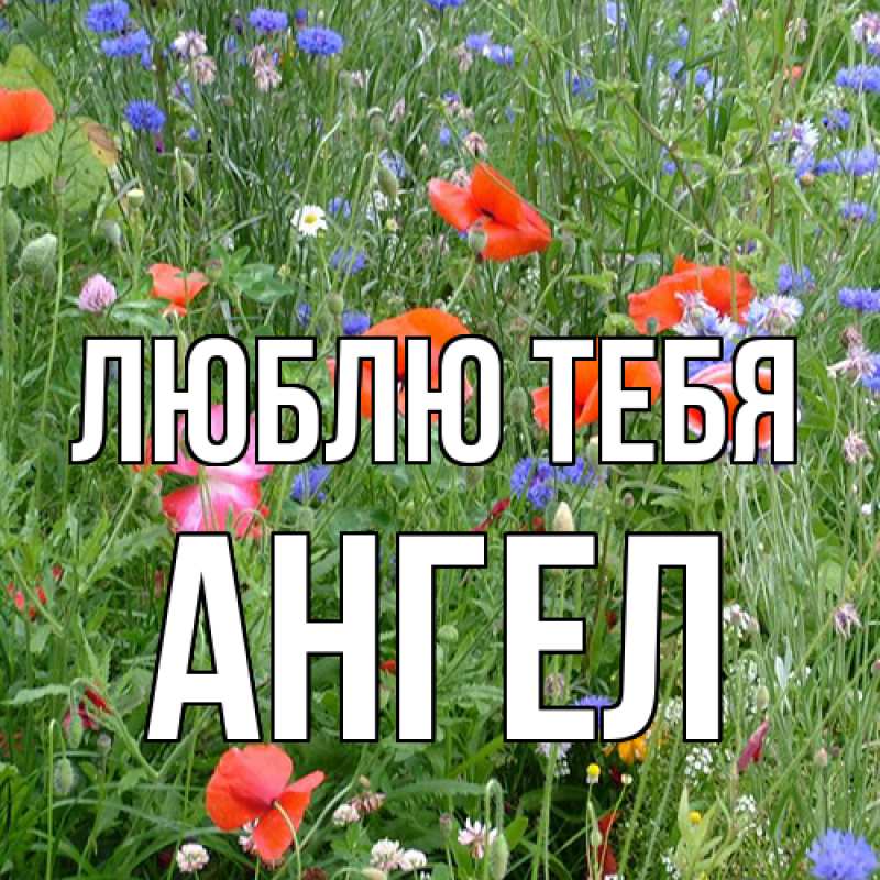 Картинка Люблю тебя, Ангел