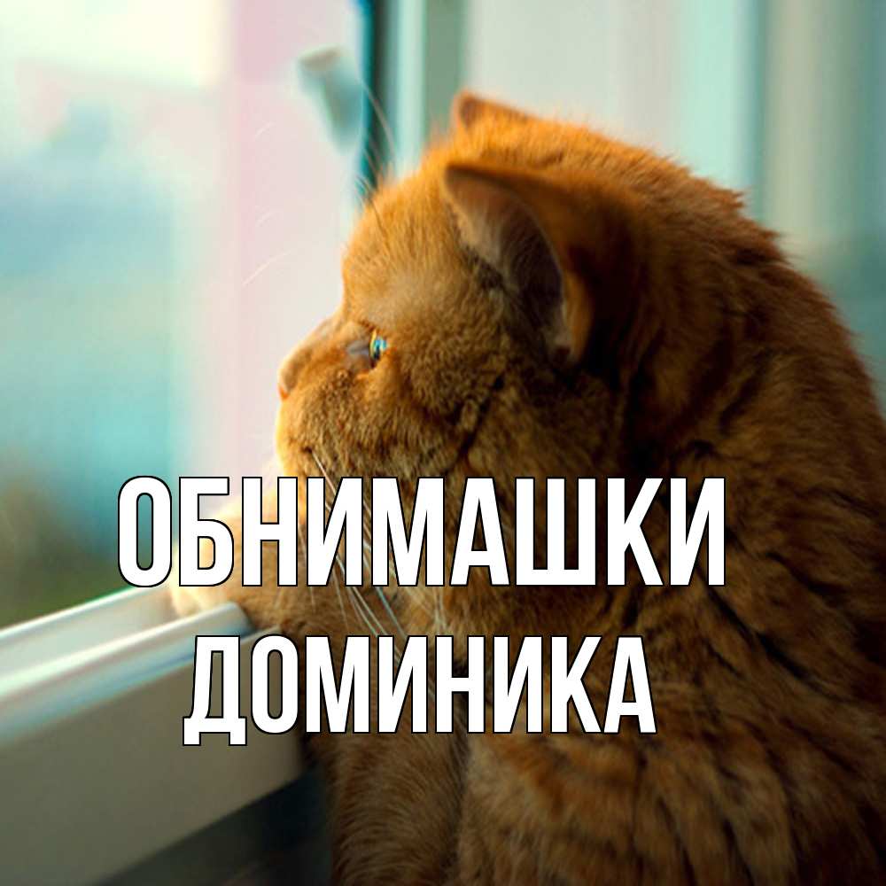 Открытка на каждый день с именем, Доминика Обнимашки большой огромный рыжий котяра Прикольная открытка с пожеланием онлайн скачать бесплатно 