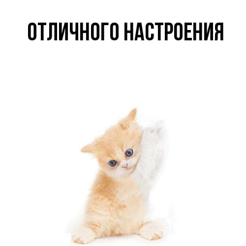 Открытка на каждый день с именем, Кисуля-моя Обнимашки я хочу очень скорее обнимаешек Прикольная открытка с пожеланием онлайн скачать бесплатно 