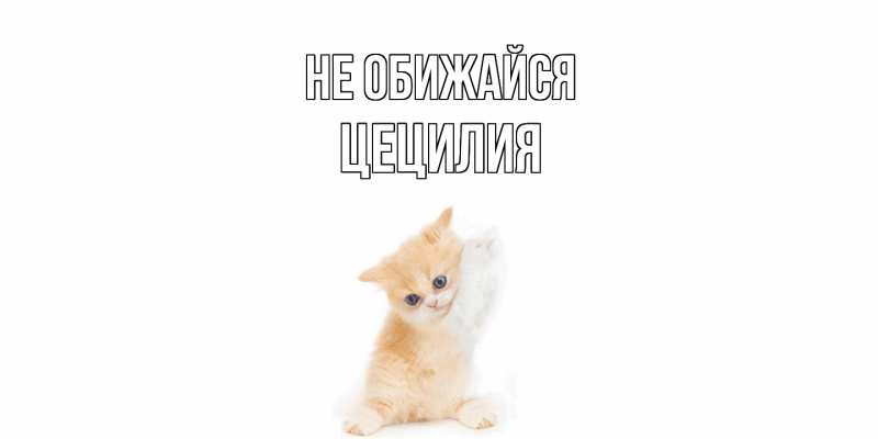 Картинка Не обижайся, Цецилия