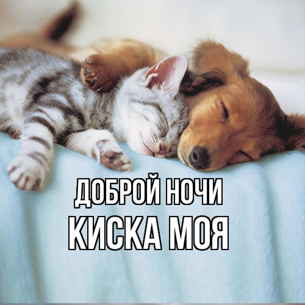 Открытка на каждый день с именем, Киска-моя Доброй ночи с животными Прикольная открытка с пожеланием онлайн скачать бесплатно 
