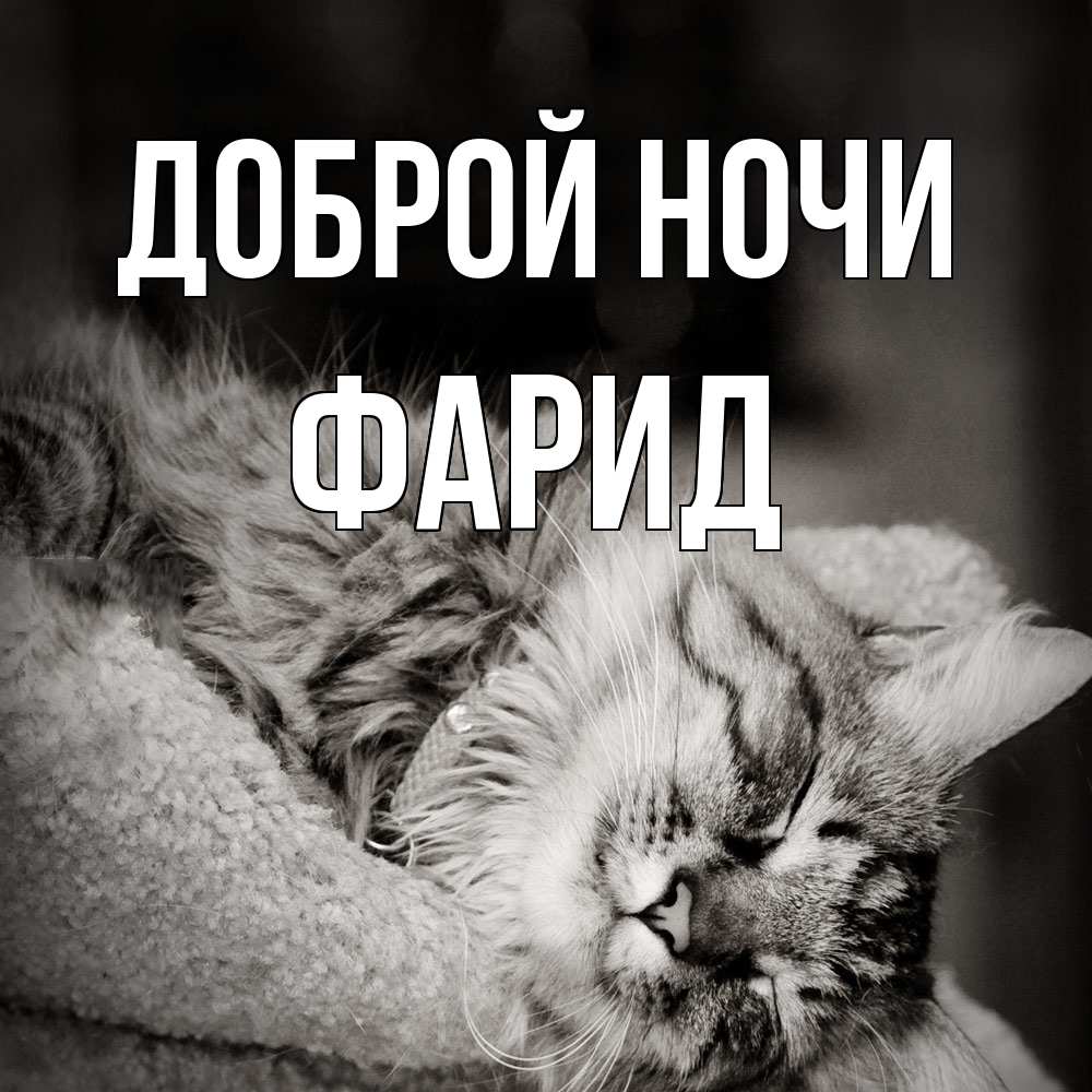 Открытка на каждый день с именем, Фарид Доброй ночи котярик пушистый Прикольная открытка с пожеланием онлайн скачать бесплатно 