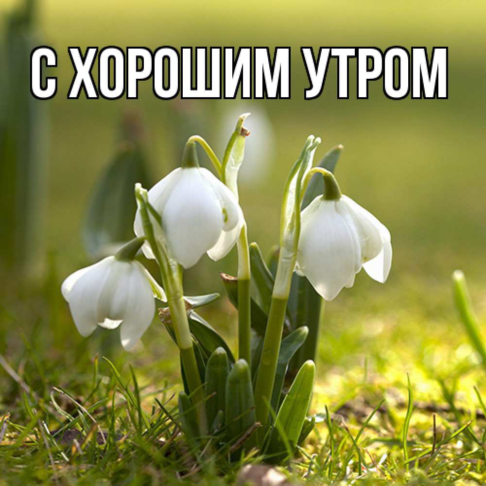 Открытка на каждый день с именем, Дима Люблю тебя ранние цветы 2 Прикольная открытка с пожеланием онлайн скачать бесплатно 