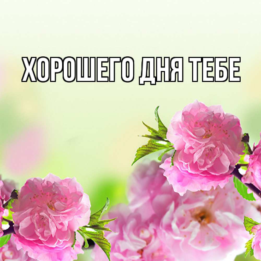 Открытка на каждый день с именем, Родной Люблю тебя цветы Прикольная открытка с пожеланием онлайн скачать бесплатно 