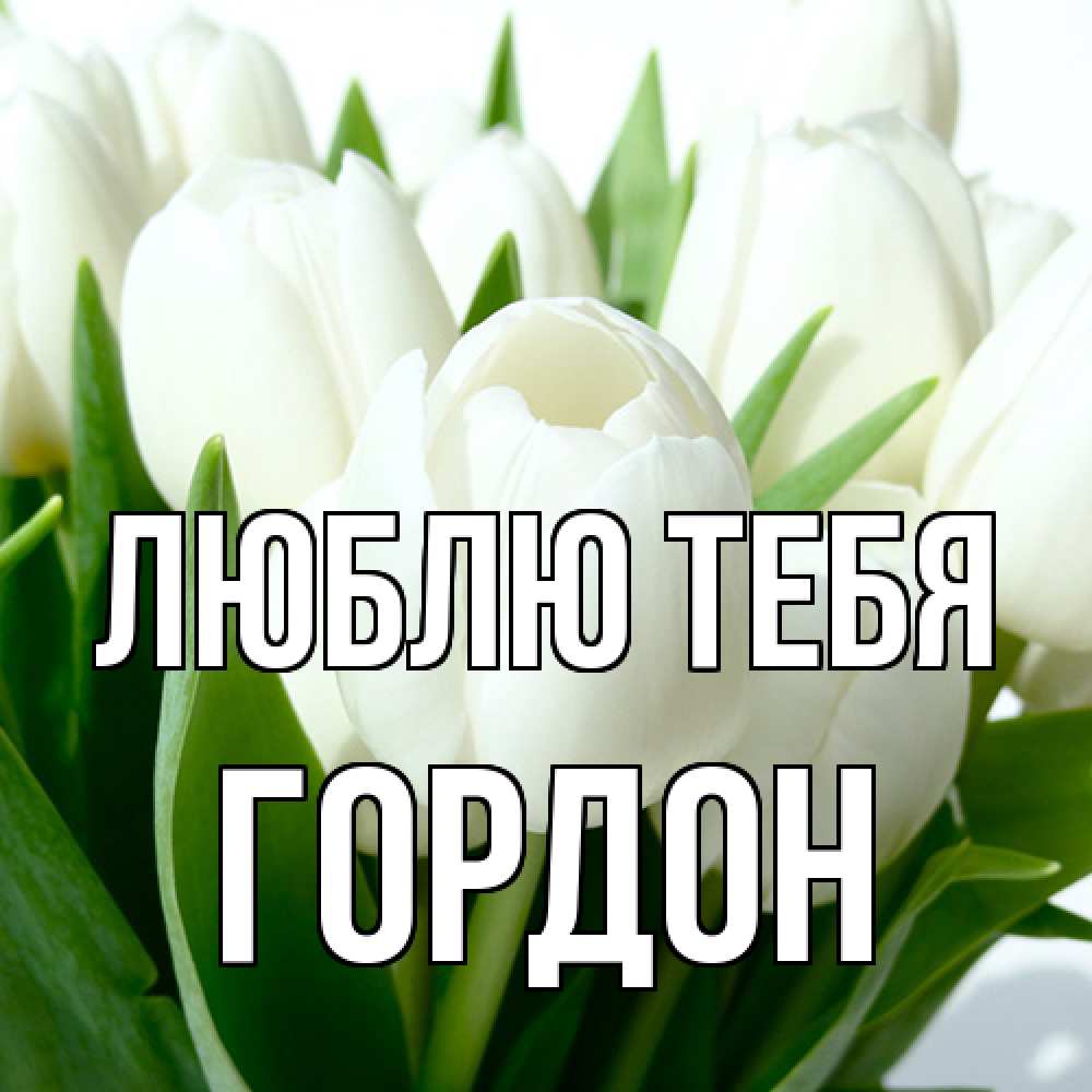 Открытка на каждый день с именем, Гордон Люблю тебя цветы Прикольная открытка с пожеланием онлайн скачать бесплатно 