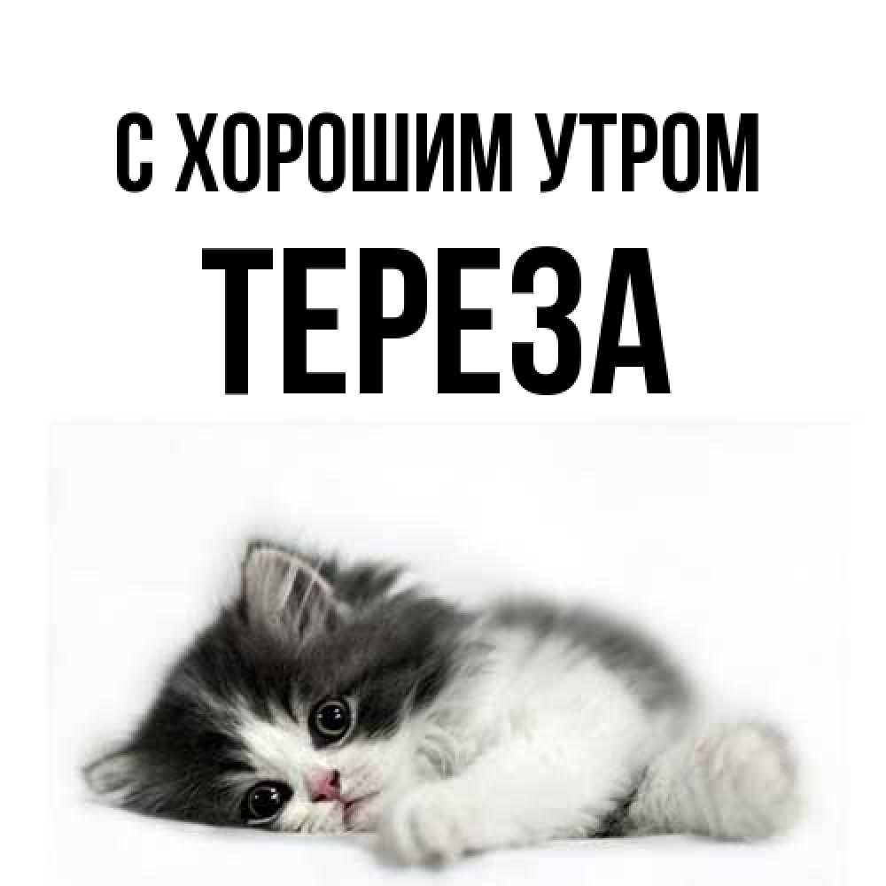 Открытка на каждый день с именем, Тереза С хорошим утром кот лапки Прикольная открытка с пожеланием онлайн скачать бесплатно 