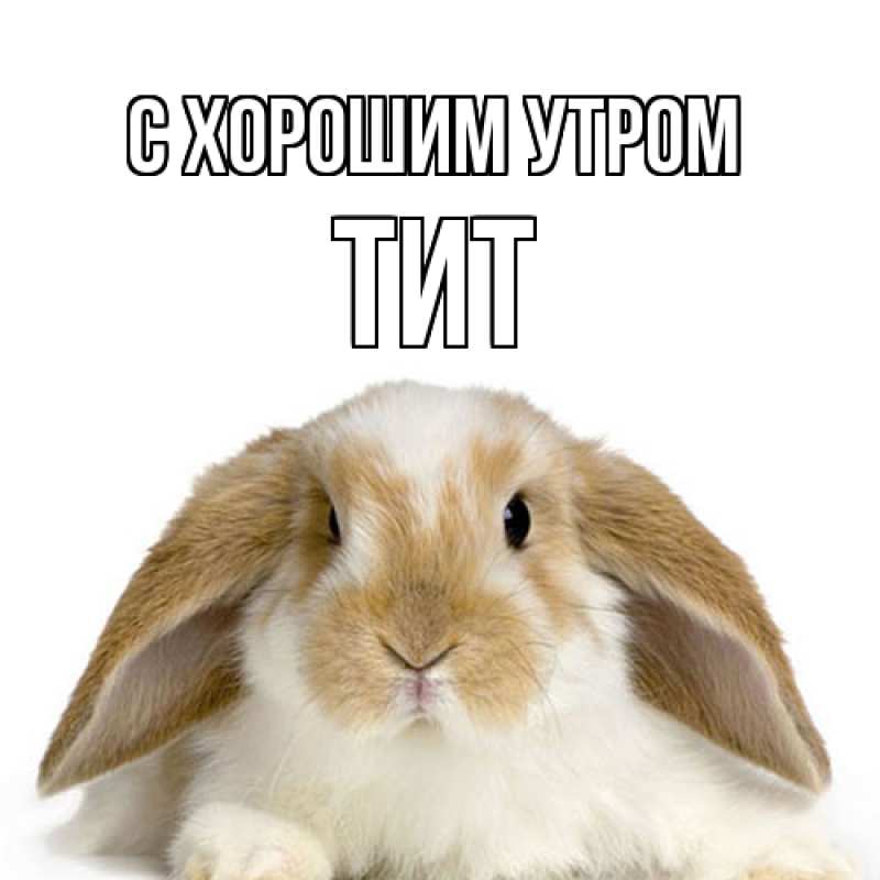 Картинка С хорошим утром, Тит