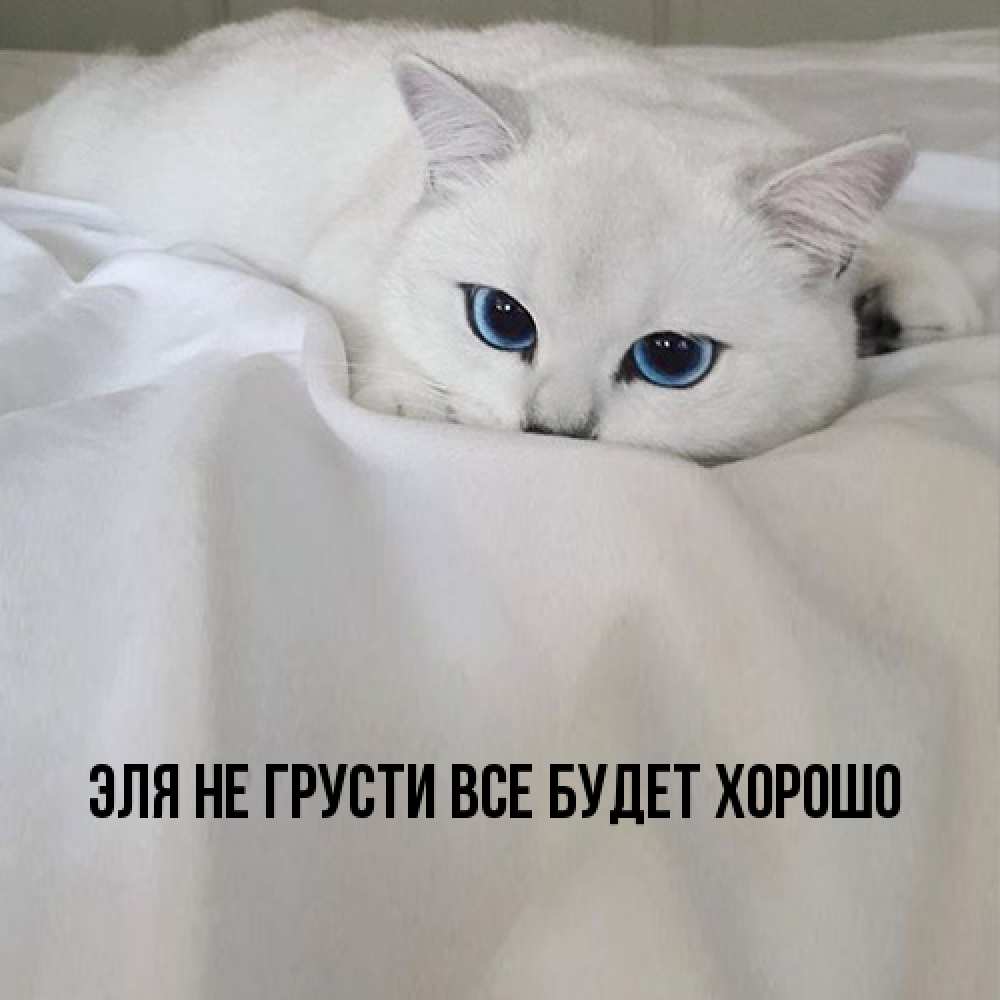 Открытка на каждый день с именем, Эля Не грусти все будет хорошо Голубоглазая кошка Прикольная открытка с пожеланием онлайн скачать бесплатно 