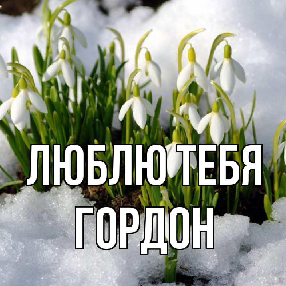 Открытка на каждый день с именем, Гордон Люблю тебя цветы весенние Прикольная открытка с пожеланием онлайн скачать бесплатно 
