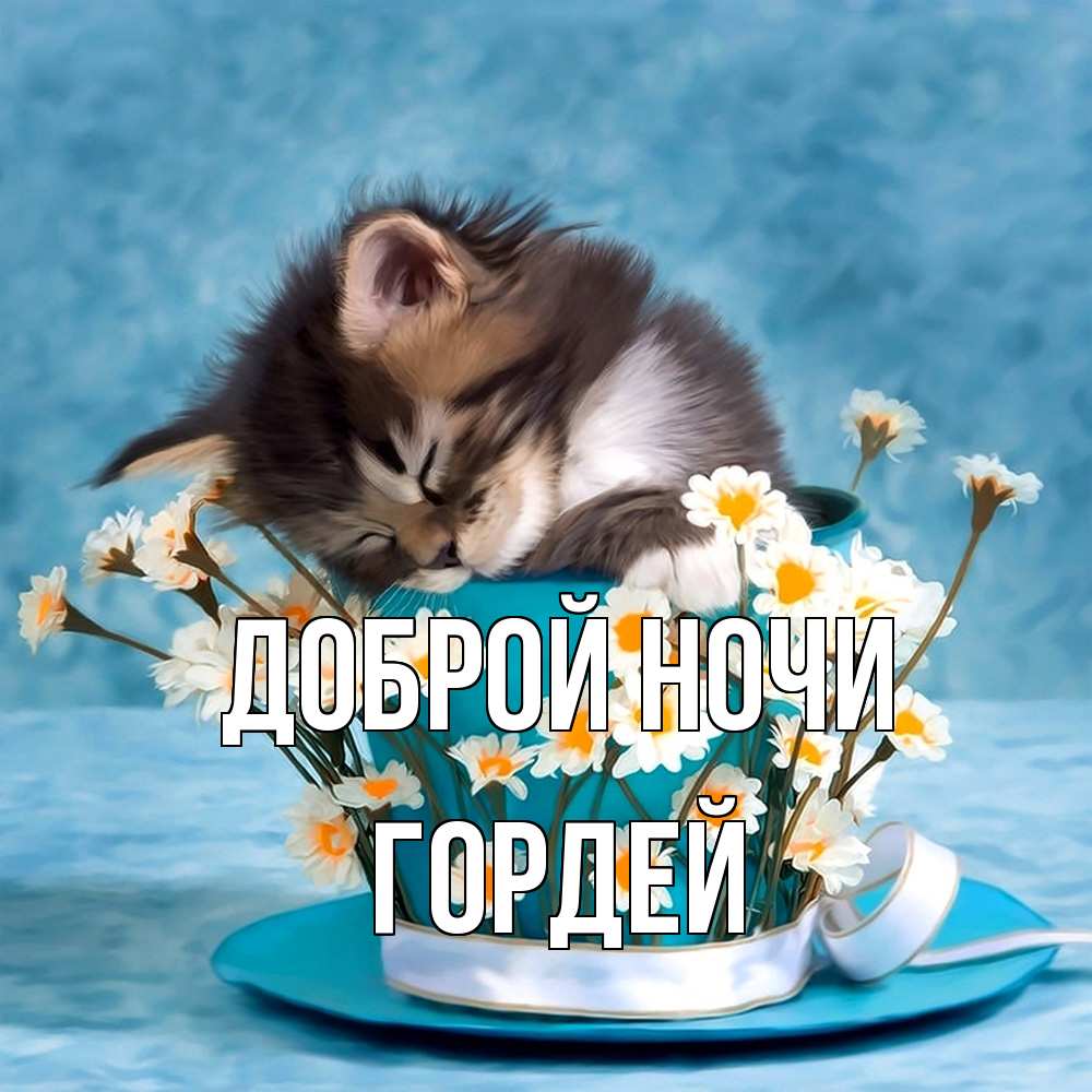 Открытка на каждый день с именем, Гордей Доброй ночи котенок спит в кружке с блюдцем Прикольная открытка с пожеланием онлайн скачать бесплатно 